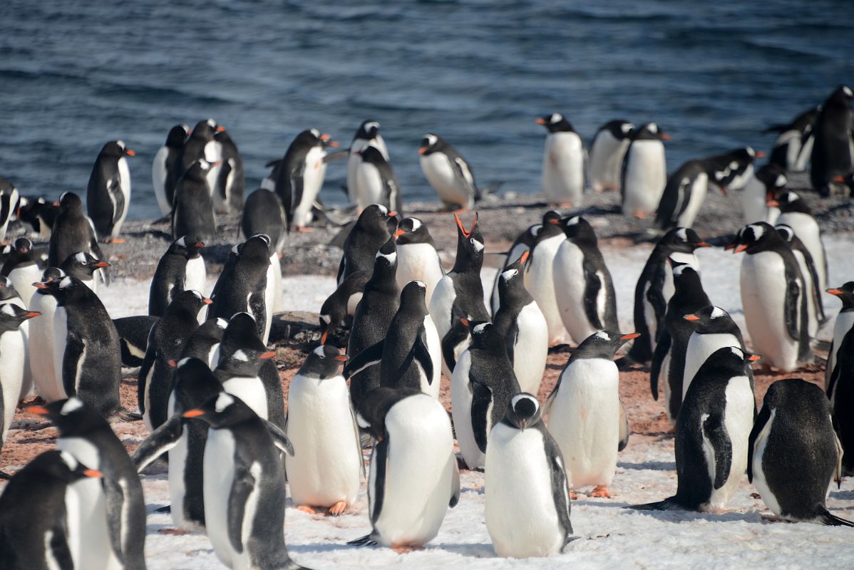 11B Gentoo Penguins Preparing To Mate On Aitcho Barrientos Island In South Shetland Islands On Quark Expeditions Antarctica Cruise